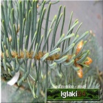 Abies concolor Violacea - Jodła jednobarwna Violacea szczep. FOTO