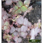 Acaena inermis Purpurea - Acena bezbronna Purpurea - czerwone liście, wys. 10, kw 7/8 FOTO
