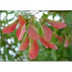 Acer tataricum ginnala - Klon tatarski ginnala - Acer ginnala - Klon ginnala FOTO