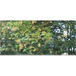 Acer negundo - Klon jesionolistny FOTO