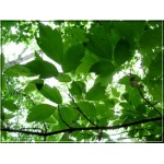 Acer negundo - Klon jesionolistny FOTO