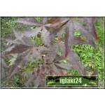 Acer palmatum Atropurpureum - Klon palmowy Atropurpureum C7,5 80-100cm