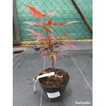 Acer palmatum Atropurpureum - Klon palmowy Atropurpureum FOTO
