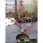Acer palmatum Bloodgood - Klon palmowy Bloodgood FOTO