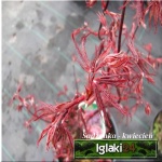 Acer palmatum Bloodgood - Klon palmowy Bloodgood FOTO
