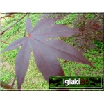 Acer palmatum Bloodgood - Klon palmowy Bloodgood C_15 80-100cm 