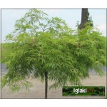 Acer palmatum Dissectum Flavescens - Klon palmowy Dissectum Flavescens FOTO
