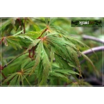 Acer palmatum Dissectum - Klon palmowy Dissectum FOTO