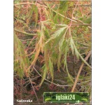 Acer palmatum Dissectum - Klon palmowy Dissectum FOTO