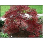 Acer palmatum Garnet - cisa crispa C_15 50-60cm 