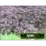Acer palmatum Garnet - cisa crispa C_15 50-60cm 
