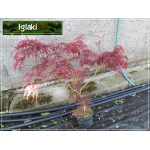 Acer palmatum Garnet - Klon palmowy Garnet FOTO