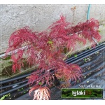 Acer palmatum Garnet - Klon palmowy Garnet FOTO