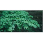 Acer palmatum - Klon palmowy FOTO