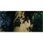 Acer palmatum - Klon palmowy FOTO