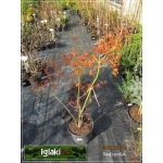 Acer palmatum Orange Dream - Klon palmowy Orange Dream FOTO