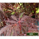 Acer palmatum Orangeola - Klon palmowy Orangeola FOTO