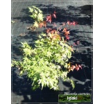 Acer palmatum Phoenix - Klon palmowy Phoenix FOTO