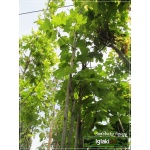 Acer platanoides Columnare - Klon pospolity Columnare FOTO