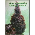 Acer platanoides Crimson Sentry - Klon zwyczajny Crimson Sentry FOTO 