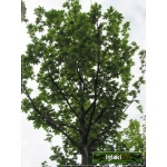 Acer platanoides Drummondii - Klon pospolity Drummondii PA _100-120cm C7,5 _100-120cm