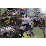 Acer platanoides Faassen\'s Black - Klon pospolity Faassen\'s Black FOTO