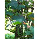 Acer platanoides Faassen\'s Black - Klon pospolity Faassen\'s Black FOTO