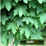 Acer platanoides Globosum - Klon zwyczajny Globosum ob. 6-8 PA _180-200cm C_12 _250-280cm
