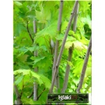 Acer platanoides Globosum - Klon zwyczajny Globosum ob. _10-12 PA _250-300cm C_47 _250-300cm