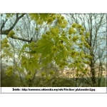 Acer platanoides - Klon pospolity FOTO