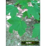 Acer platanoides - Klon pospolity FOTO