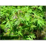 Acer platanoides Palmatifidum - Klon pospolity Palmatifidum FOTO