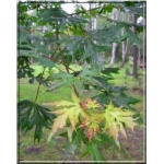 Acer platanoides Palmatifidum - Klon pospolity Palmatifidum FOTO