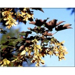 Acer pseudoplatanus Atropurpureum - Klon jawor Atropurpureum FOTO