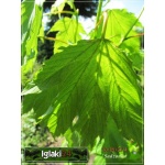 Acer pseudoplatanus Brilliantissimum - Klon Jawor Brilliantissimum FOTO