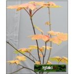 Acer pseudoplatanus Brilliantissimum - Klon Jawor Brilliantissimum FOTO
