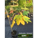 Acer pseudoplatanus - Klon jawor FOTO