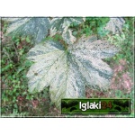 Acer pseudoplatanus - Klon jawor FOTO