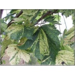 Acer pseudoplatanus Leopoldii - Klon jawor Leopoldii FOTO