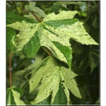 Acer pseudoplatanus Leopoldii - Klon jawor Leopoldii FOTO