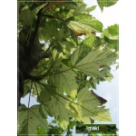 Acer pseudoplatanus Simon Louis Freres - Klon jawor Simon Louis Freres FOTO
