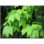Acer pseudoplatanus Worley - Klon jawor Worley FOTO