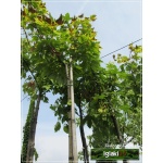 Acer pseudoplatanus Worley - Klon jawor Worley FOTO