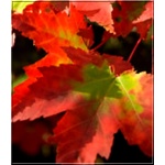 Acer rubrum Brandywine - Klon czerwony Brandywine FOTO
