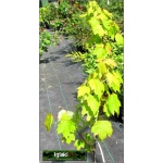 Acer rubrum Brandywine - Klon czerwony Brandywine FOTO