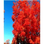Acer rubrum - Klon czerwony FOTO