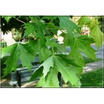 Acer saccharinum - Klon srebrzysty FOTO 