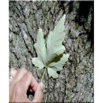 Acer saccharinum - Klon srebrzysty FOTO 