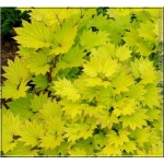 Acer shirasawanum - Klon shirasawy - Klon złotolistny FOTO