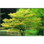 Acer shirasawanum - Klon shirasawy - Klon złotolistny FOTO